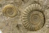 Jurassic Ammonite and Belemnite Cluster - England #286380-1